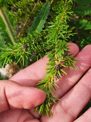 Picea obovata