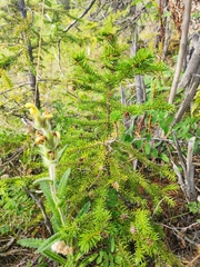 Picea obovata