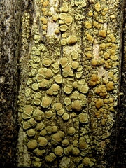 Lecanora varia