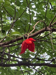 Angiospermae