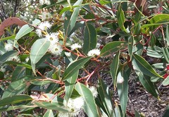 Eucalyptus marginata