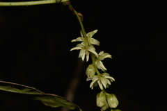 Ripogonum discolor