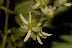 Ripogonum discolor