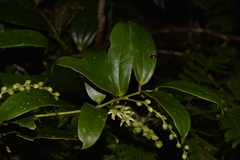Ripogonum discolor