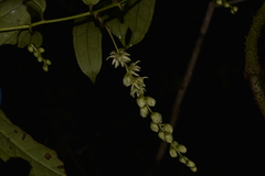 Ripogonum discolor