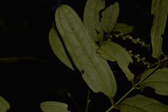 Ripogonum discolor