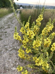 Verbascum nigrum