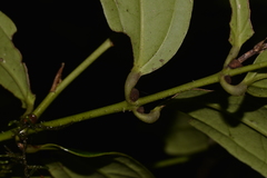 Ripogonum discolor