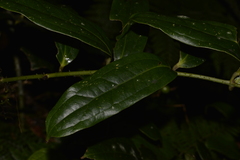 Ripogonum discolor