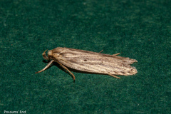 Agonopterix umbellana