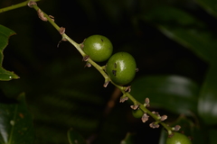 Ripogonum discolor