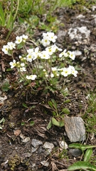 Androsace obtusifolia