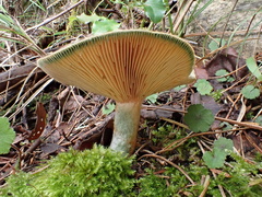 Lactarius akahatsu