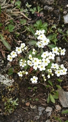 Androsace obtusifolia