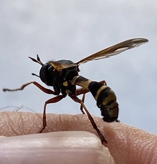 Physocephala rufipes