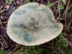 Lactarius akahatsu