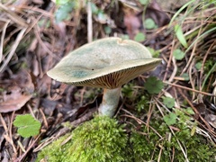 Lactarius akahatsu