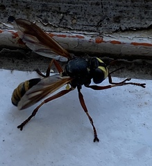 Physocephala rufipes