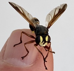 Physocephala rufipes