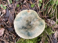 Lactarius akahatsu