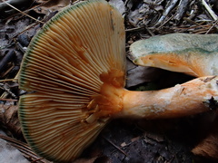Lactarius akahatsu
