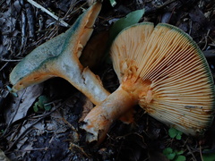Lactarius akahatsu