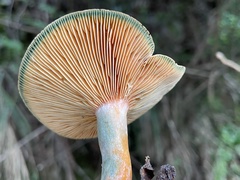 Lactarius akahatsu