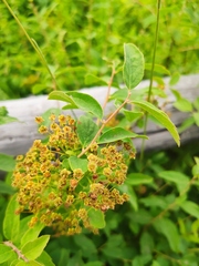Spiraea media