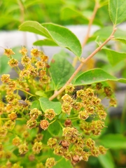 Spiraea media