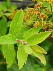 Spiraea media