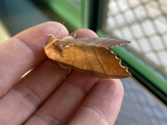 Euhampsonia cristata