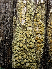 Lecanora varia
