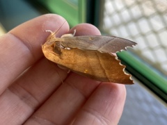 Euhampsonia cristata