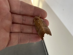 Euhampsonia cristata