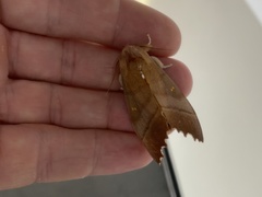 Euhampsonia cristata