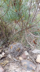 Banksia sphaerocarpa