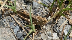 Oedaleus infernalis