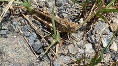 Oedaleus infernalis