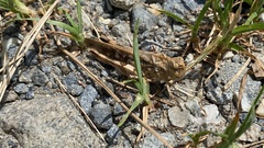 Oedaleus infernalis