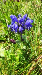 Dracocephalum grandiflorum