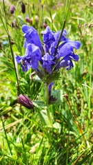 Dracocephalum grandiflorum
