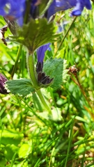 Dracocephalum grandiflorum