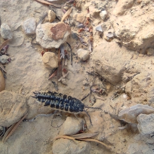 Yellow Dot Isopod