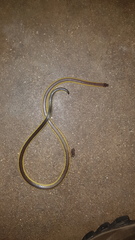 Amblyodipsas ventrimaculata