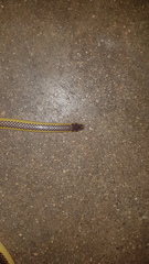 Amblyodipsas ventrimaculata