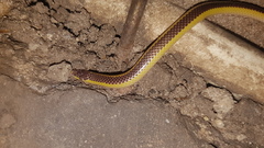 Amblyodipsas ventrimaculata