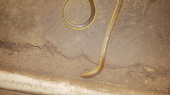 Amblyodipsas ventrimaculata