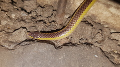 Amblyodipsas ventrimaculata