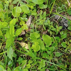 Parnassia asarifolia