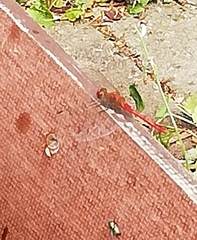 Sympetrum sanguineum